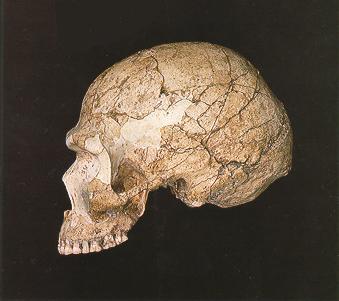Neandervlgyi Izraelbl